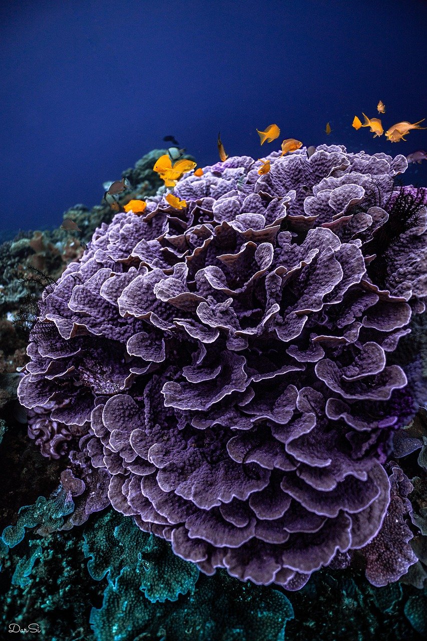 corals, underwater, sea, water, ocean, diving, swimming, wildlife, aquarium, deep, animal, fauna, tropical, fish, island, exotic, lilac, purple, violet, nature