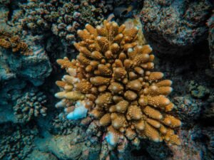 Detailed close-up of colorful coral reef in the ocean, showcasing marine biodiversity.