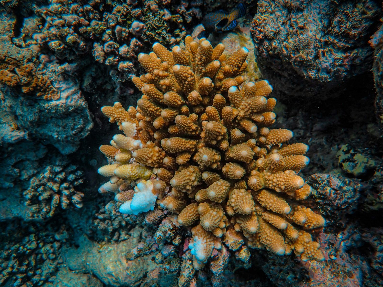 Detailed close-up of colorful coral reef in the ocean, showcasing marine biodiversity.