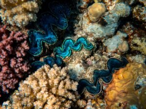 Close-up of a vibrant coral reef with diverse marine life, showcasing bright colors and intricate patterns.