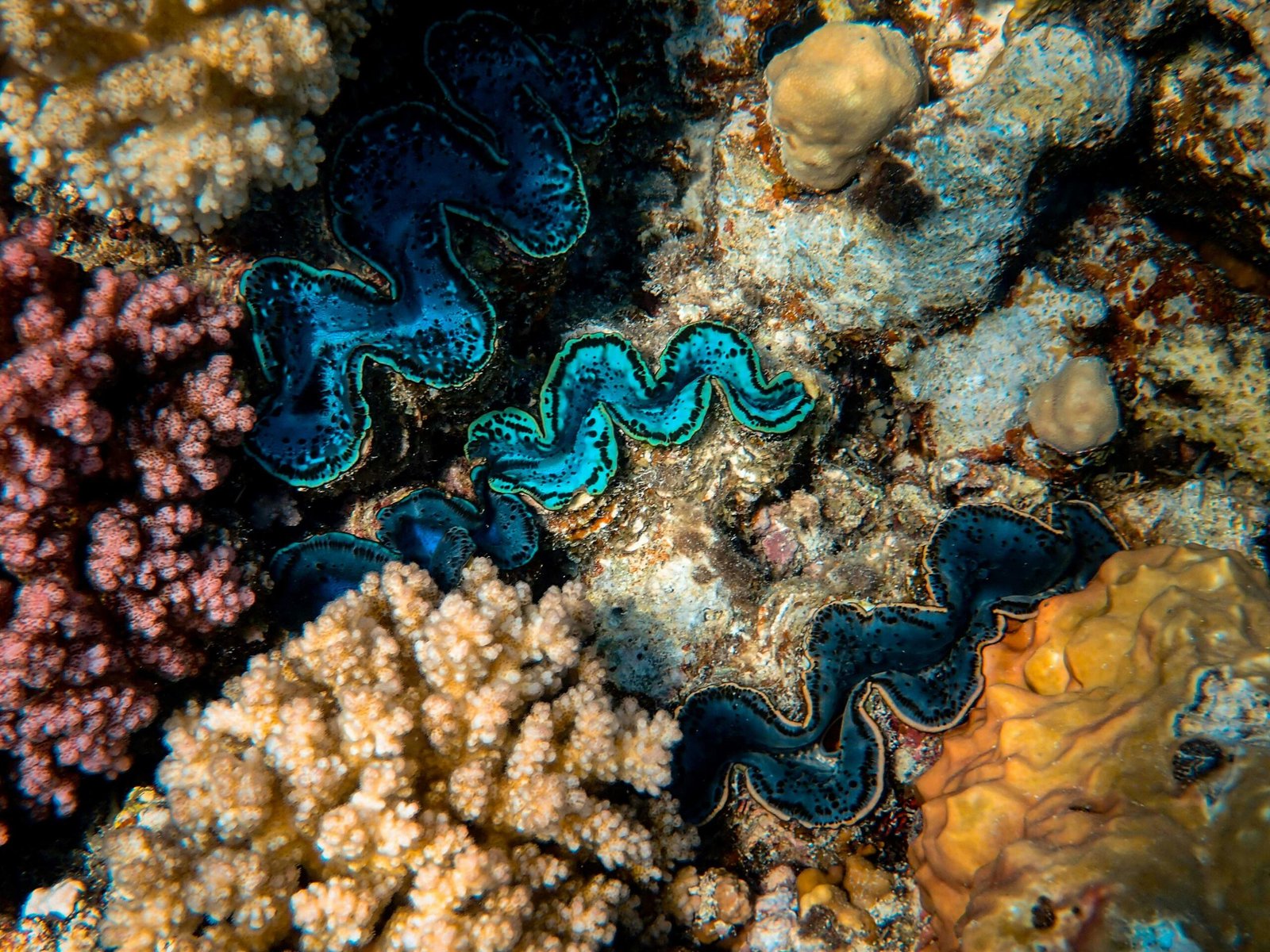 Close-up of a vibrant coral reef with diverse marine life, showcasing bright colors and intricate patterns.