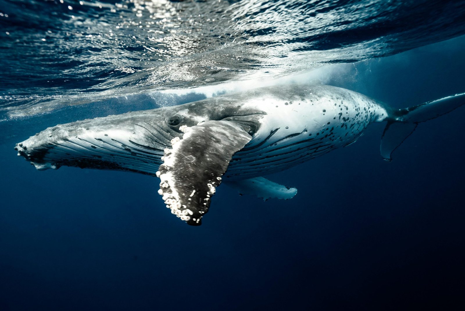 A stunning view of a humpback whale gracefully swimming underwater in the clear blue waters of Tonga.
